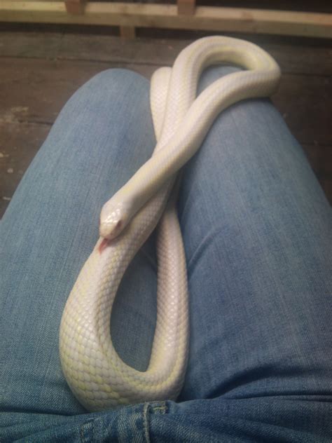 Snake Cuddling - Snakey Sue’s Serpent Sanctuary