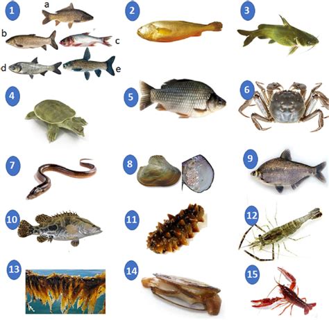 Fourteen (1-14) native aquaculture species and species classes, as well... | Download Scientific ...