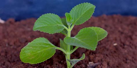 How To Grow Ajwain Plant At Home | how to grow ajwain plant at home ...