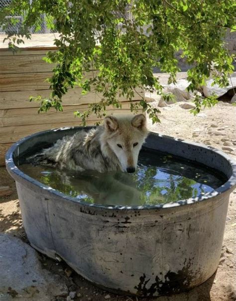 Interact With Wolves At Wolf Mountain Sanctuary In Southern California