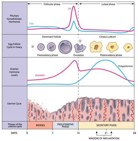 monthly_cycle_phases | Tennessee Reproductive Medicine