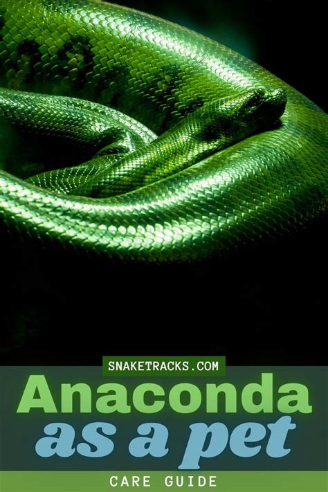 Anaconda As A Pet Care Guide For Beginners | Anaconda, Pet care, Pets