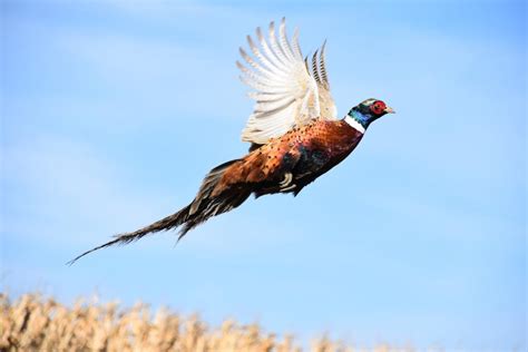 Wildlife Conservation Through Pheasants Forever: How You Can Help ...