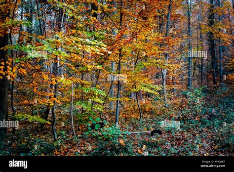 Beautiful Fall Colors of Black Forest, Switzerland Stock Photo - Alamy