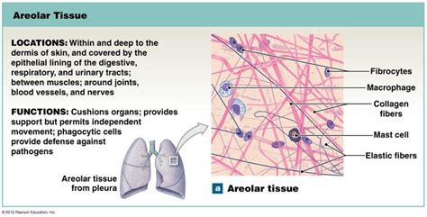 Pin by Calexopoulos on NurseLove in 2021 | Areolar tissue, Tissue biology, Human anatomy and ...