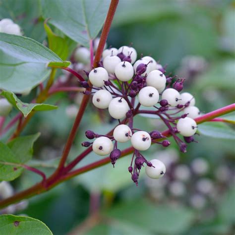 Red Twig Dogwood Shrubs for Sale – FastGrowingTrees.com