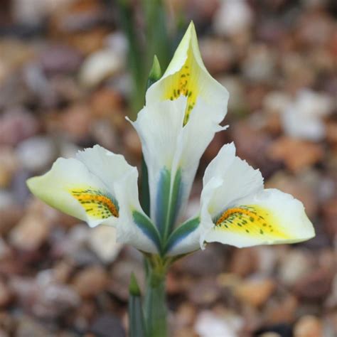 Iris 'North Star' syn. Iris reticulata 'North Star', Reticulate Iris ...