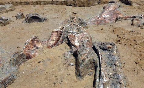 Dinosaur elephant fossils dating back 50,000 years found in China - Daily Star