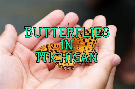 40 Common Butterflies in Michigan (With Pictures)