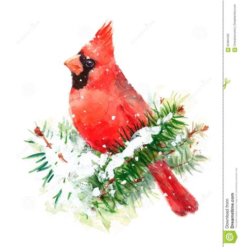 Illustration about Hand painted Watercolor illustration of Cardinal ...