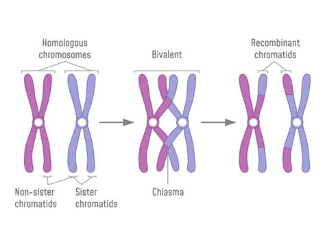 キアズマの謎を解く：生物学における重要性と最新研究 | 東京・ミネルバクリニック