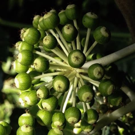 Botanical garden , Blanes, Spain on Behance