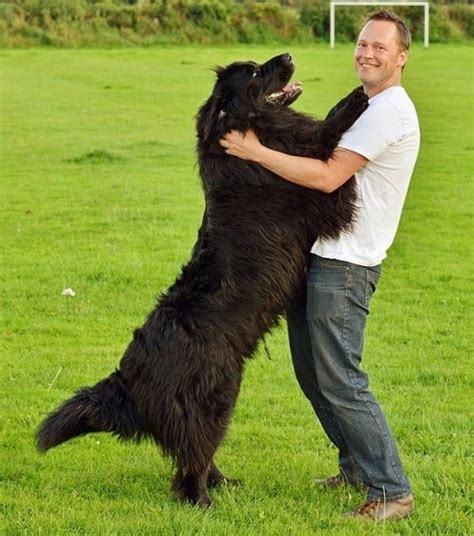 Newfoundland Dog Size Comparison - Laura Williams