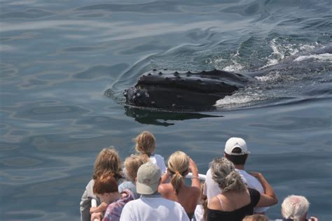 Whale Watching in Provincetown | New England Living