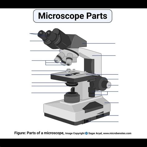 Anatomy and Physiology Lab Exam #1 - parts of a microscope Diagram ...