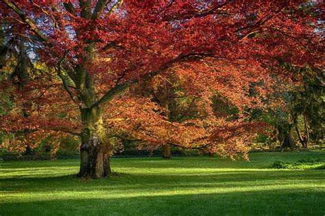 29 Incredible Facts About Red Oak Trees - Tree Journey