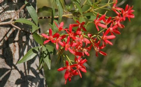 The Nature of Robertson: NSW Christmas Bush on edge of Barrengarry Mountain