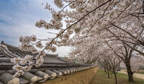 Gyeongju Cherry Blossom Festival 2019 Day Tour from Seoul - Trazy, Korea's #1 Travel Guide