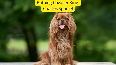 How Often To Bathe A Cavalier King Charles Spaniel? 101 Bathing Guide - Oxford Pets