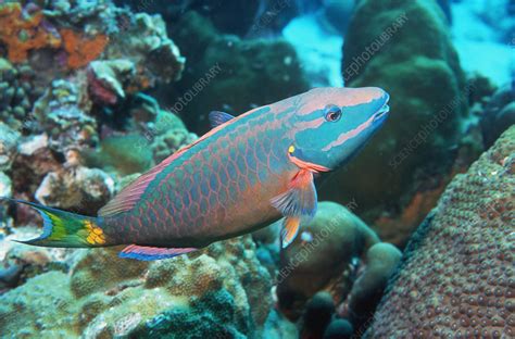 Stoplight parrotfish supermale - Stock Image - Z605/1419 - Science Photo Library