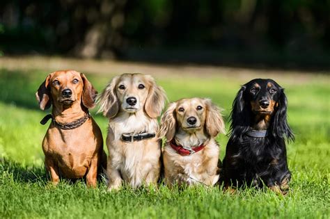 ミニチュア・ダックスフンドの飼い方や飼育費用、気を付けたい病気をご紹介♪ - 犬との暮らし大百科