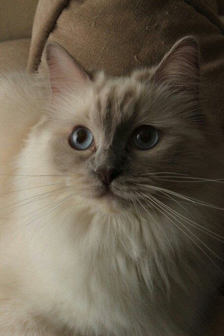 Lilac mitted Ragdoll Godswonders Cattery | Cute cats, Gorgeous cats ...