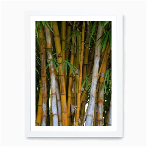 Bamboo Tree Photo Art Print by Kt10Designs - Fy