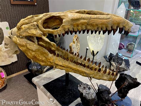 Mosasaur Dinosaur Fossil | Pirate Gold Coins Jurassic Treasures ...