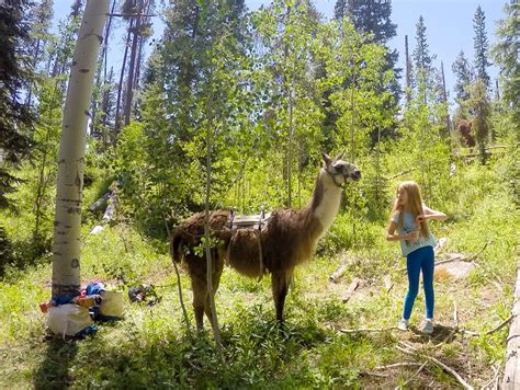 Vail With Kids: Go Llama Trekking With Paragon Guides - La Jolla Mom