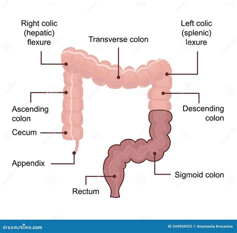 Ascending Colon Diagram