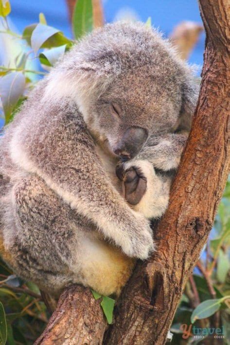 How To Visit Dreamworld Gold Coast With Kids