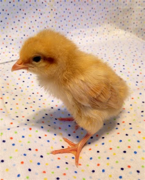 Can anyone tell me a breed on these baby chicks??? | BackYard Chickens - Learn How to Raise Chickens