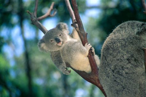 Baby Koala Bear by Himani - Printscapes