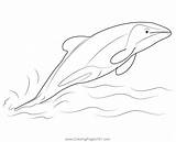 Jumping Hector Dolphin Coloring Page For Kids  Free Dolphins Printable sketch template