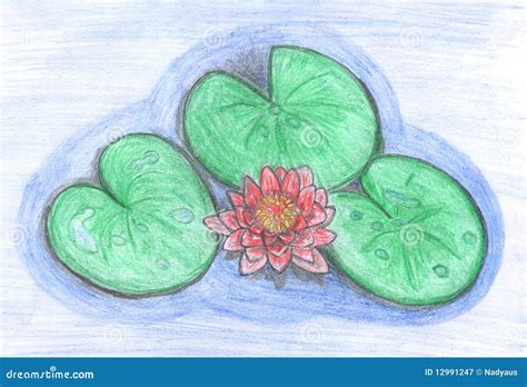 Lotus Flower In Water, Drawing Stock Illustration - Image: 12991247