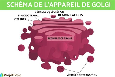 Appareil de Golgi : Définition, rôle et schéma