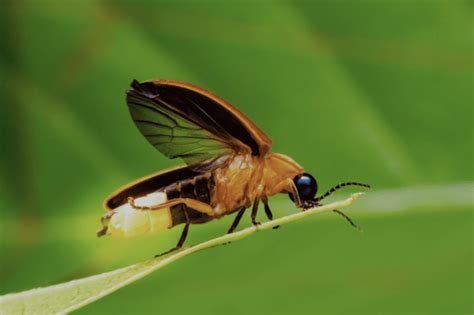 Fireflies: A Beneficial Insect - Alabama Cooperative Extension System