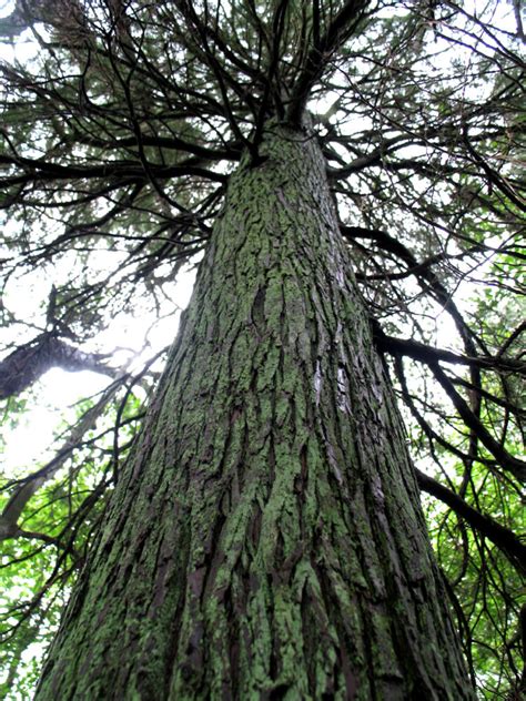 White Cedar Tree - Protecting the New Jersey Pinelands and Pine Barrens ...