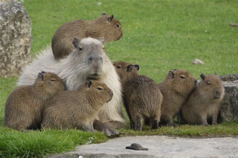 Pin on Be the Capybara