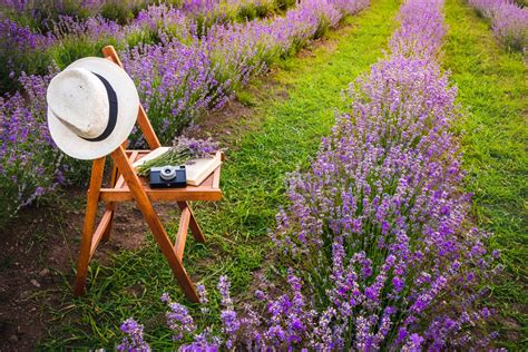 Usando flores de lavanda do jardim em sabão - Em formação