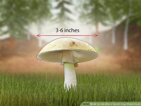 4 Ways to Identify a Death Cap Mushroom - wikiHow