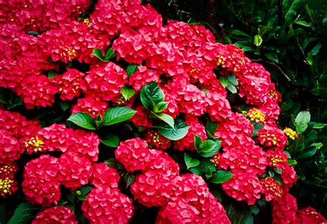 Cardinal Red Hydrangeas For Sale Online | The Tree Center™