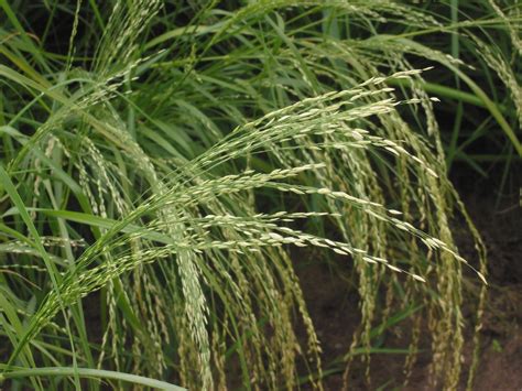 Eragrostis tef - NCBI - NLM