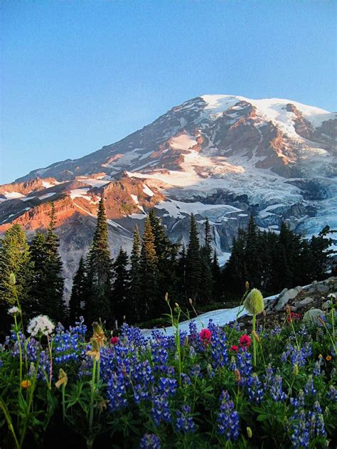 Mt. Rainier | Living in portland oregon, Rainier, National park camping