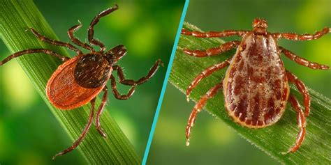 Deer Tick vs. Wood Tick - How to Identify and Tell the Difference