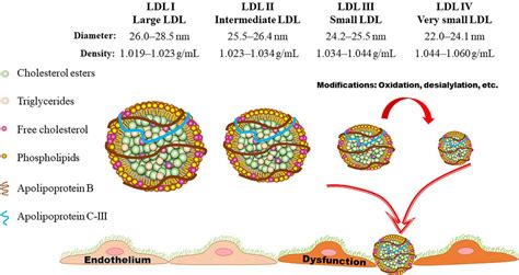 Frontiers | Low-density lipoprotein particles in atherosclerosis