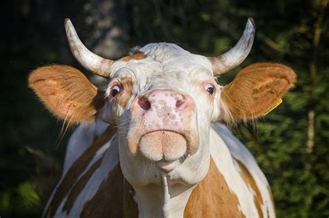 Download Stare Animal Cow 4k Ultra HD Wallpaper