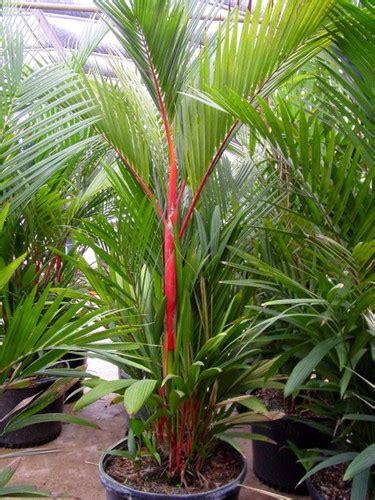 Red Sealing Wax Palm, Lipstick Palm seeds (Cyrtostachys renda) rare palm seeds | Sela Seeds