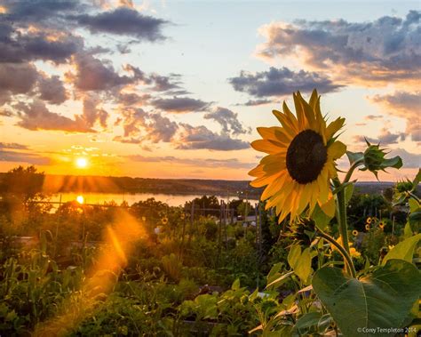 Corey Templeton Photography: Sun & Flower