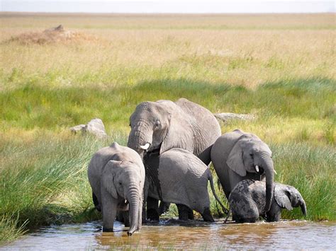 Elephants in Serengeti National Park | Wildlife in Serengeti National Park